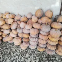 کدو چین اول حدودا 1 تن|خوردنی و آشامیدنی|طاهرگوراب, |دیوار