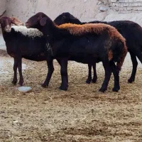 ۲۰راس میش آبستن میش بره دار گوسفند داشتی قوچ هترو