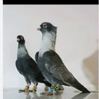 نقره ای کاکلی گمشده