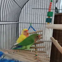 کوتوله بریزیلی|پرنده|مشهد, کشف|دیوار