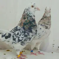 کفترپرشی|پرنده|قشم, |دیوار