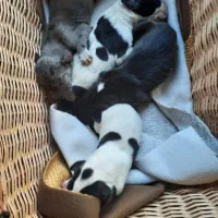 واگذاری تعدادی سگ گردین ۱ ساله و۳ ماهه