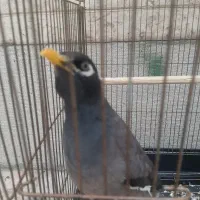 مرغ مینا