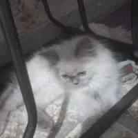 گربه هیمالین