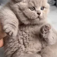 گربه اسکاتیش و بریتیش لیلاک