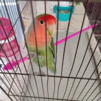 طوطی برزیلی معاوضه