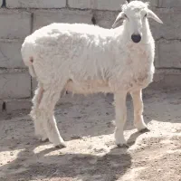 بره‌نر‌گوشتی‌