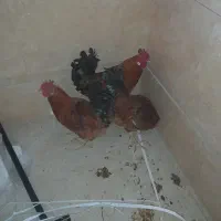 خروس محلی اصل