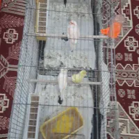 فروش ۱۲عدد قناری ماده پس کوزه ای