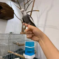 عروس هلندی|پرنده|کرج, چهارصد دستگاه|دیوار