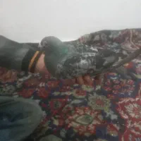کبورت