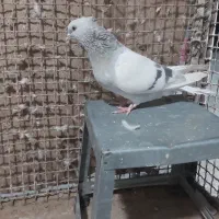 کفتردم سفید