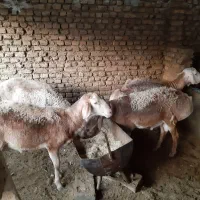 چندراس بره چینی افغان درجه یک راس بزغاله نر|حیوانات مزرعه|پاکدشت, پاکدشت (مامازند)|دیوار