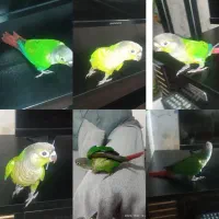 گرینچیک .لوسی وخوابیدنش،و توپ بازی|پرنده|کرج, عظیمیه|دیوار