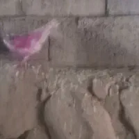 کبوتر