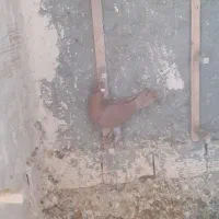 ماده سرخ کرمانی