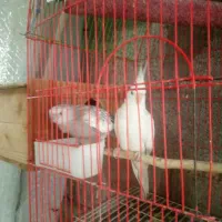 جفت مولد عروس هلندی|پرنده|خرم‌آباد (تنکابن), |دیوار