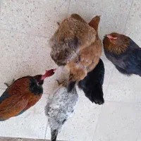 فروشی|حیوانات مزرعه|اسفراین, |دیوار