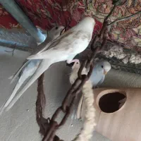 مرغ عشق و فنچ|پرنده|ایرانشهر, |دیوار