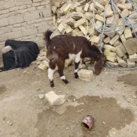 بزمری اصل دوقلوزاابست ضمانتی|حیوانات مزرعه|زابل, |دیوار