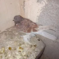 کبوتر|پرنده|آذرشهر, |دیوار