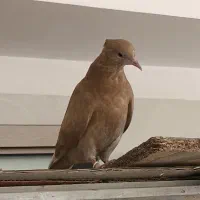 کفتر پرشی، یه جفت جوجه