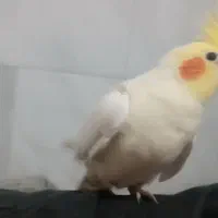 عروس نر مست