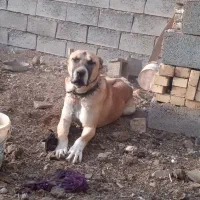 سگ میکس افغان سراب نر|سگ|تربتحیدریه, کوه سنگی|دیوار