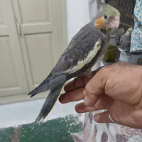 جوجه عروس هلندی|پرنده|تهران, آبشار|دیوار