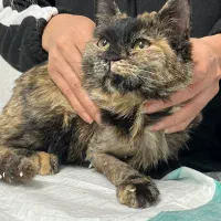 واگذاری گربه ماده