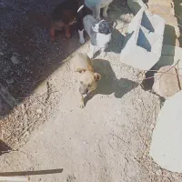 واگذاری سگ پاه کوتاه|سگ|مشهد, کارده|دیوار