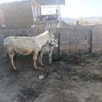 .  والاغ ماده