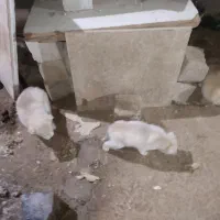 توله سگ هاسکی