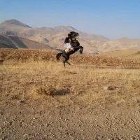 اسب کاسپین|اسب و تجهیزات اسبسواری|نجفآباد, امیرآباد|دیوار