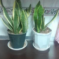 گلهای بادوام سانسوریا