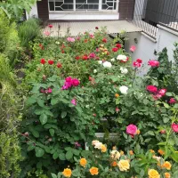 اجاره اتاق ِ مبله ِسرایداری در قبال نظافت