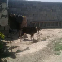 سگ نر
