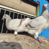 کبوتر سوسنی