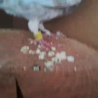 کبوتر نر و ماده|پرنده|تهران, جمهوری|دیوار