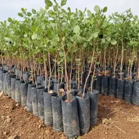 انواع نهال میوه و خشکبار با ضمانت نامه|خدمات باغبانی و درختکاری|سنندج, |دیوار