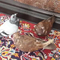 کفتر رایگان