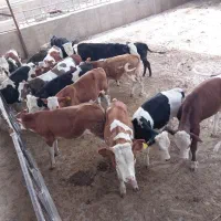 ...|حیوانات مزرعه|بشاریات, |دیوار