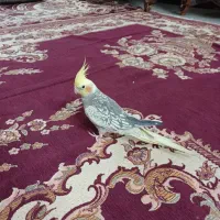 عروس هلندی ماده دستی