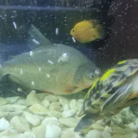 اکواریوم|ماهی|بیرجند, |دیوار