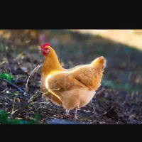 مرغ پیدا شده