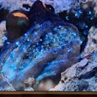 تلویزیون هوشمند ۵۵ اینچ لئوکو هیمالیا