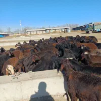 گوسفند خونی