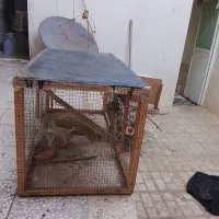 قفس