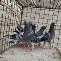 کبوتر