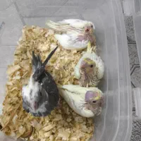 جوجه عروس سرلاکی لوتینو و وایت فیس|پرنده|عسلویه, |دیوار